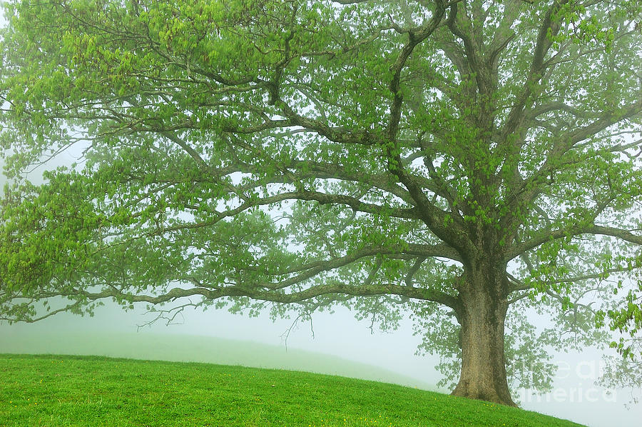 White Oak Tree in Fog #2 Photograph by Thomas R Fletcher