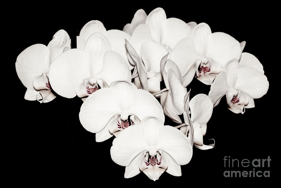 White Orchids on Black #2 Photograph by Yurix Sardinelly
