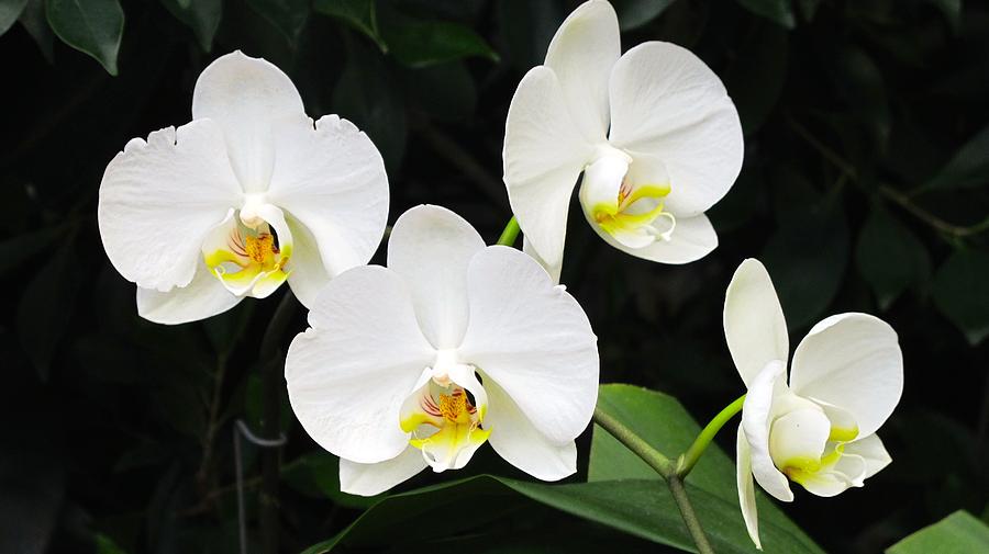 White orchids Photograph by Sue Morris
