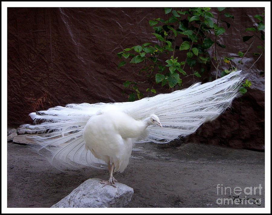 White Peacock #1 Photograph by Mariarosa Rockefeller
