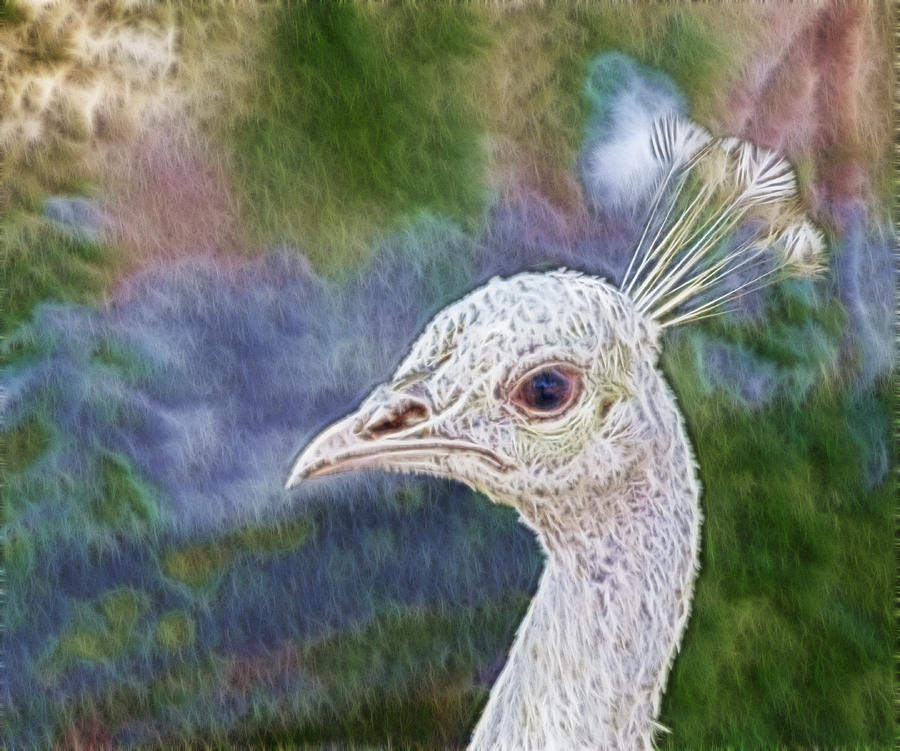 White Peacock #2 Digital Art by Photographic Art by Russel Ray Photos