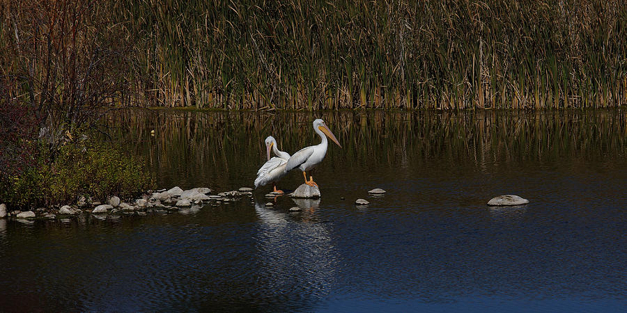 White Pelicans #2 Photograph by Ernest Echols