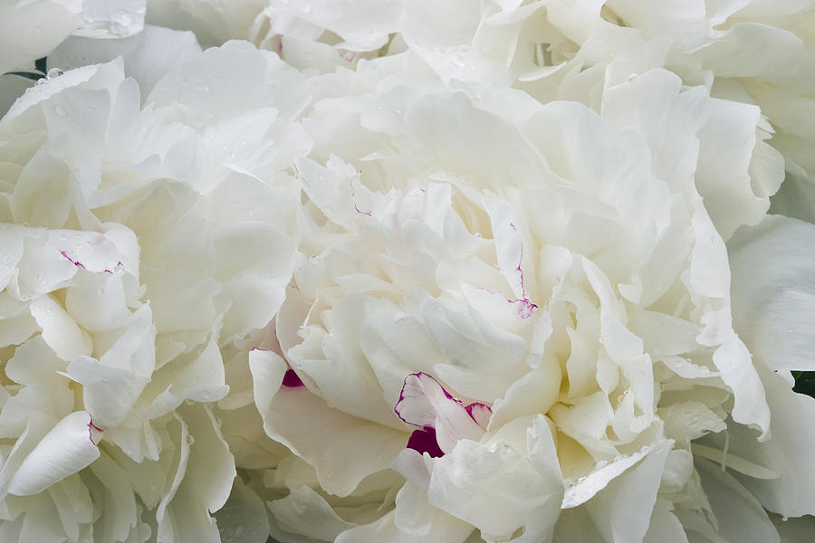 White Peony Flowers #2 Photograph by Keith Webber Jr