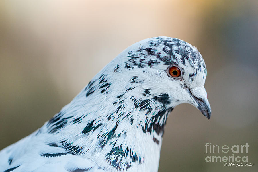 White pigeon  #3 Photograph by Jivko Nakev