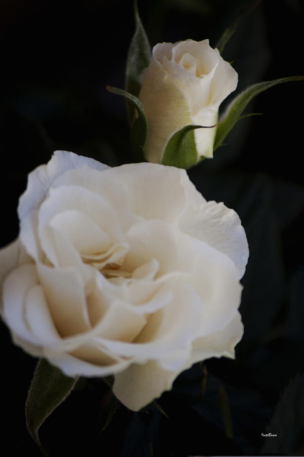 White Rose Photograph by Ivete Basso Photography