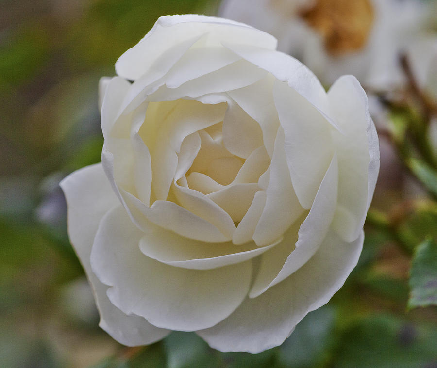 White Rose #2 Photograph by Maj Seda