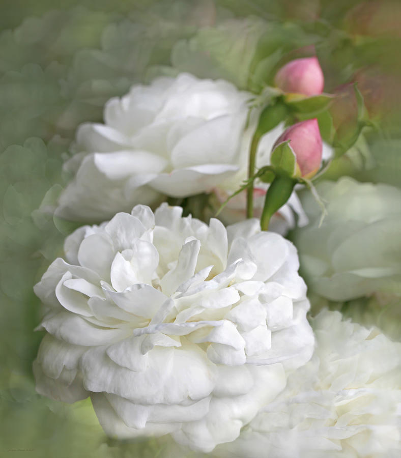 Summer Photograph - White Roses Bouquet #1 by Jennie Marie Schell
