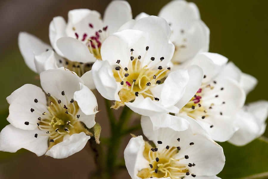 Spring Blossom Photograph - Beautiful White Spring Blossom by Gillian Dernie Spring Blossom Photograph - Beautiful White Spring Blossom by Gillian Dernie