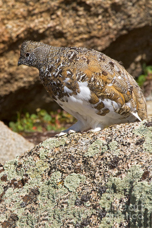 White Tail Ptarmigan on Mount Evans #2 Photograph by Fred Stearns