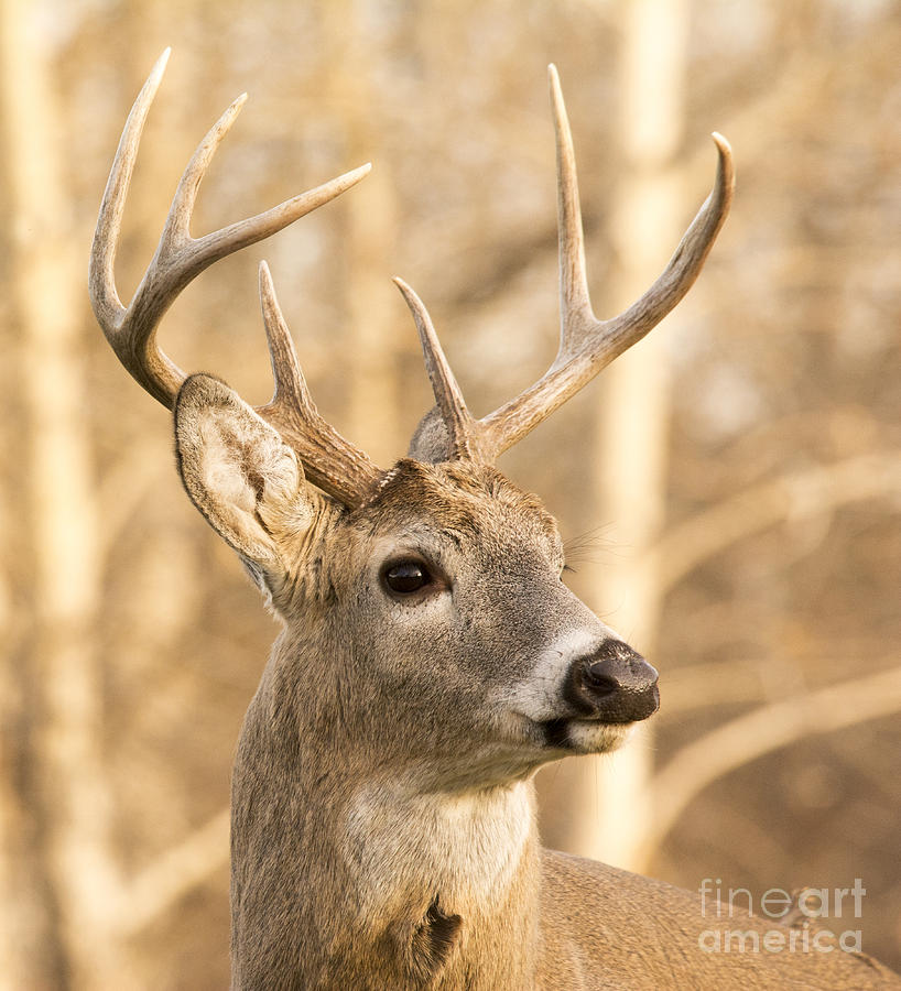White-tailed Buck #2 Photograph by Gary Beeler