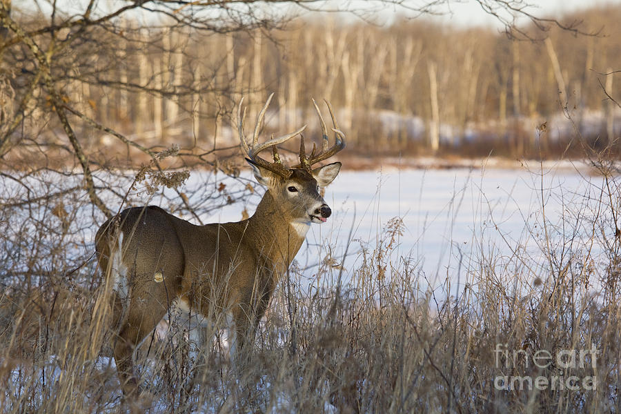 White-tailed Buck In Winter Photograph by Linda Freshwaters Arndt ...