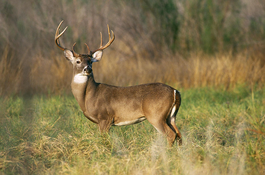 White-tailed Deer Buck Photograph by Gerald C. Kelley - Fine Art America