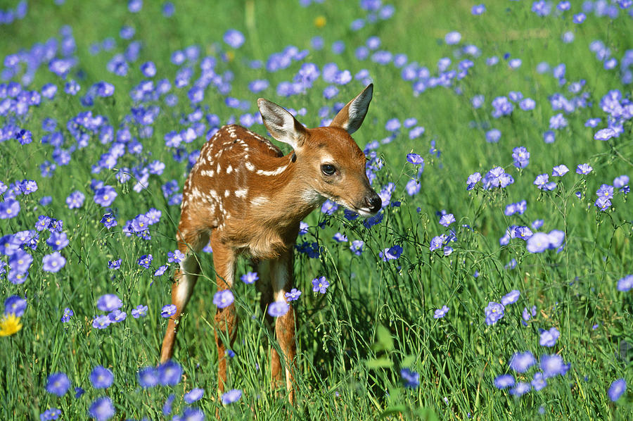 Deer Photograph - White-tailed Deer Fawn #2 by M. Watson