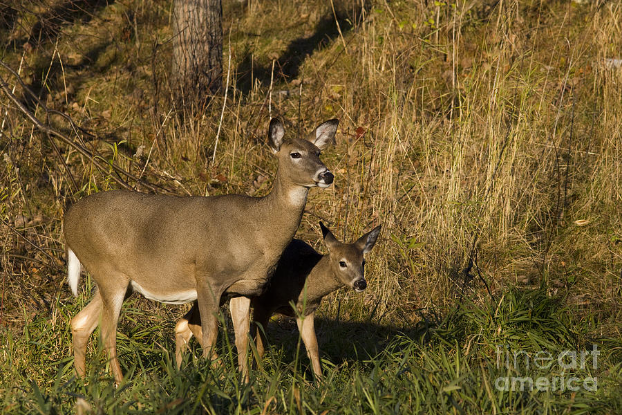 White-tailed Doe With Fawn #2 Photograph by Linda Freshwaters Arndt