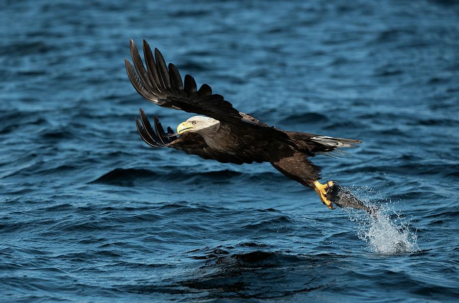 White-tailed Eagle Hunting #2 Photograph by Dr P. Marazzi/science Photo Library