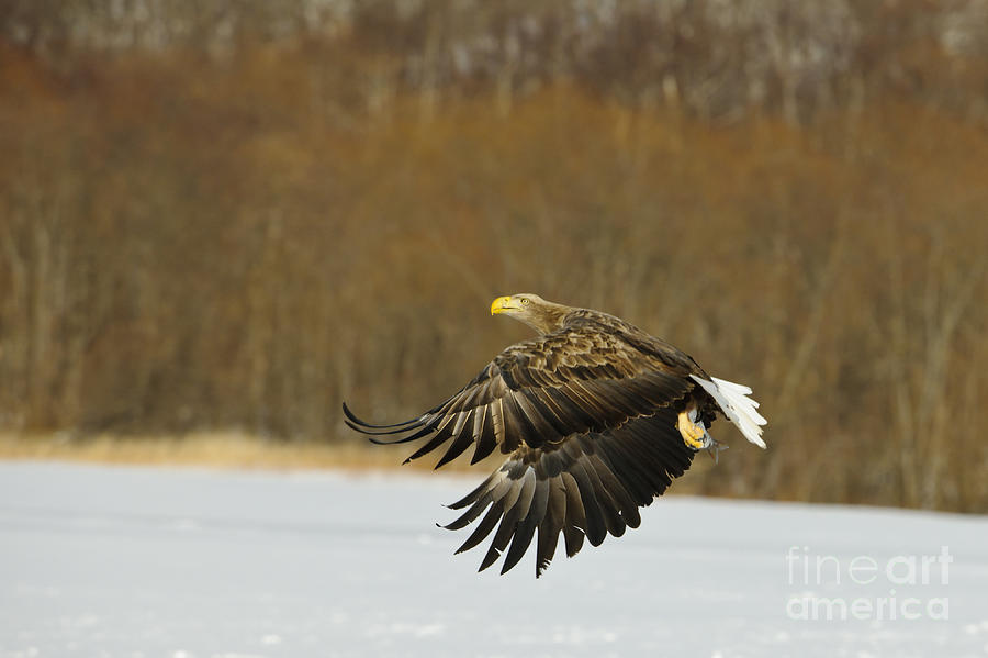 White-tailed Eagle #2 Photograph by John Shaw