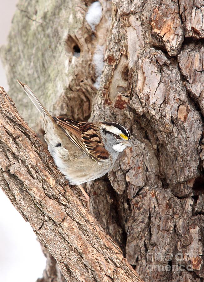 White-throated Sparrow #2 Photograph by Jack R Brock