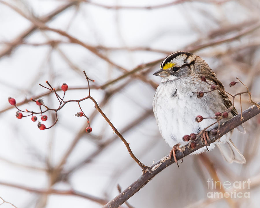 White-throated Sparrow #2 Photograph by Ronald Grogan