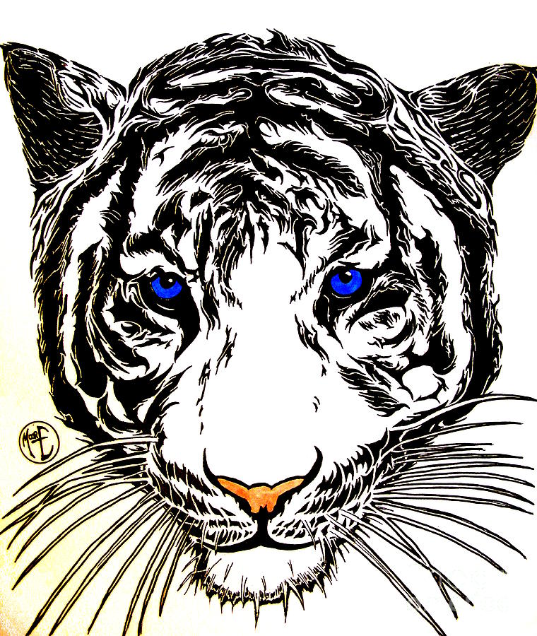 White Tiger Drawing by Moore Creative Images | Fine Art America