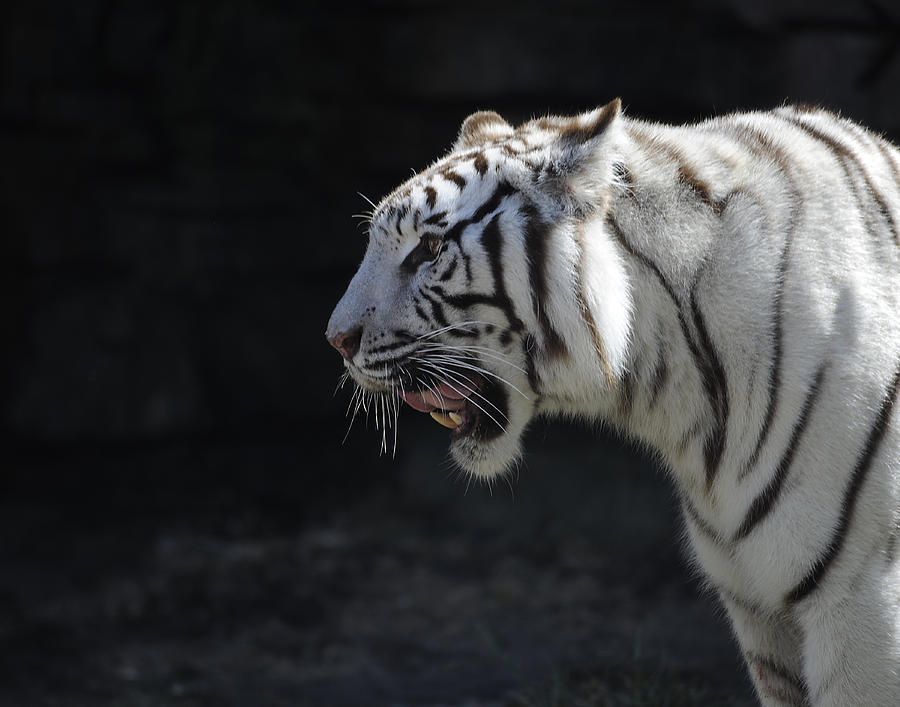 White Tiger #2 Photograph by Keith Lovejoy