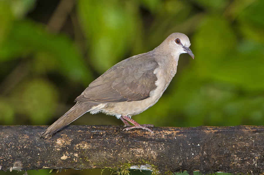 White Tipped Dove Photograph by Anthony Mercieca - Fine Art America