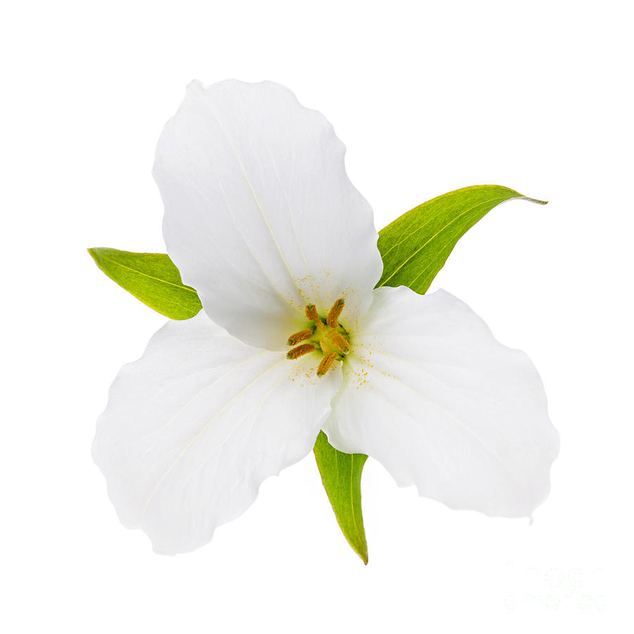White Trillium flower 1 Photograph by Elena Elisseeva