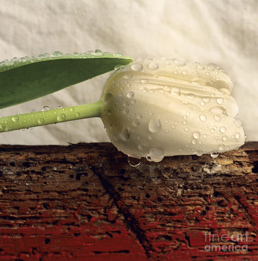 Still Life Photograph - White tulip #2 by Bernard Jaubert