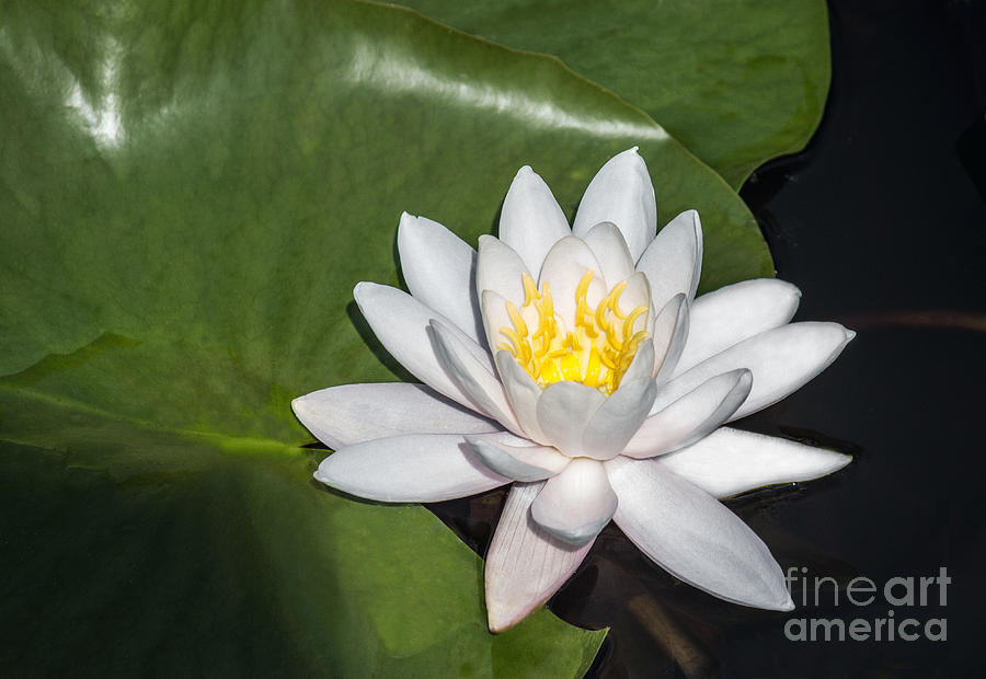 White Water Lily #1 Photograph by Arlene Carmel
