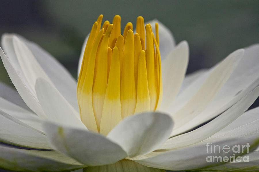 White Water Lily #1 Photograph by Heiko Koehrer-Wagner