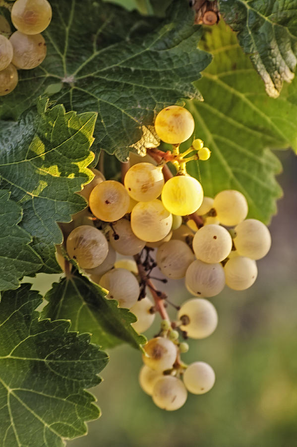 White Wine Grapes #2 Photograph by Teri Virbickis