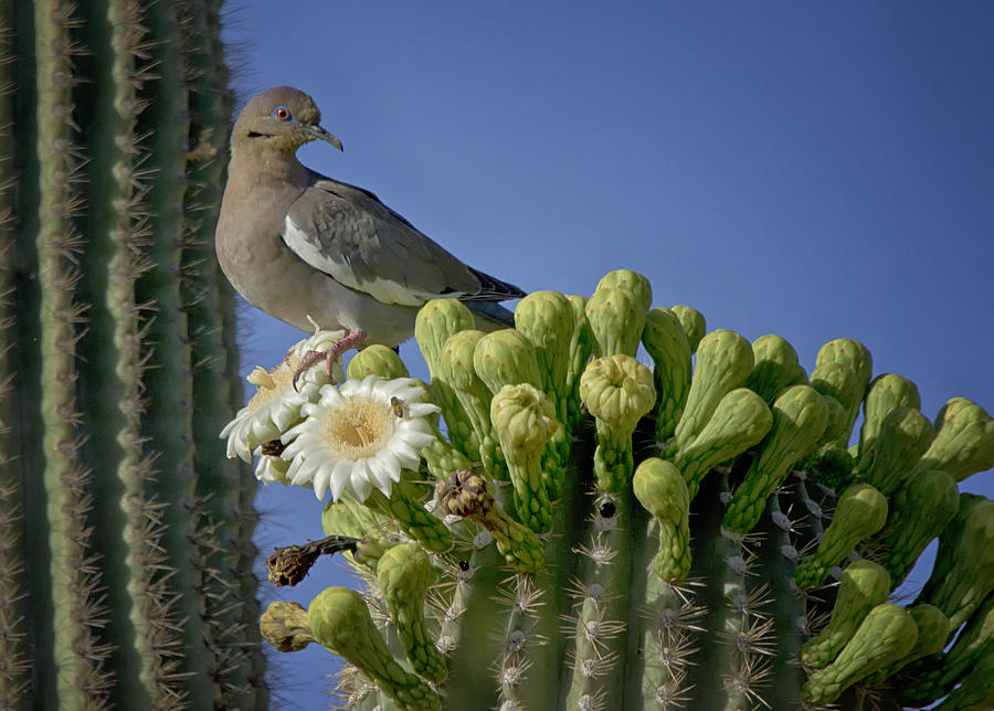 Dove Photograph - White-winged Dove Atop a Saguaro #2 by Saija Lehtonen