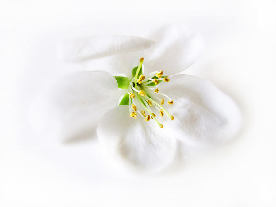 Spring Photograph - Whiter Shade of Pale #2 by Jessica Jenney
