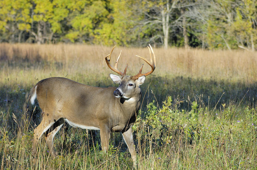 Whitetail Deer Buck Photograph by Bruce MacQueen - Fine Art America