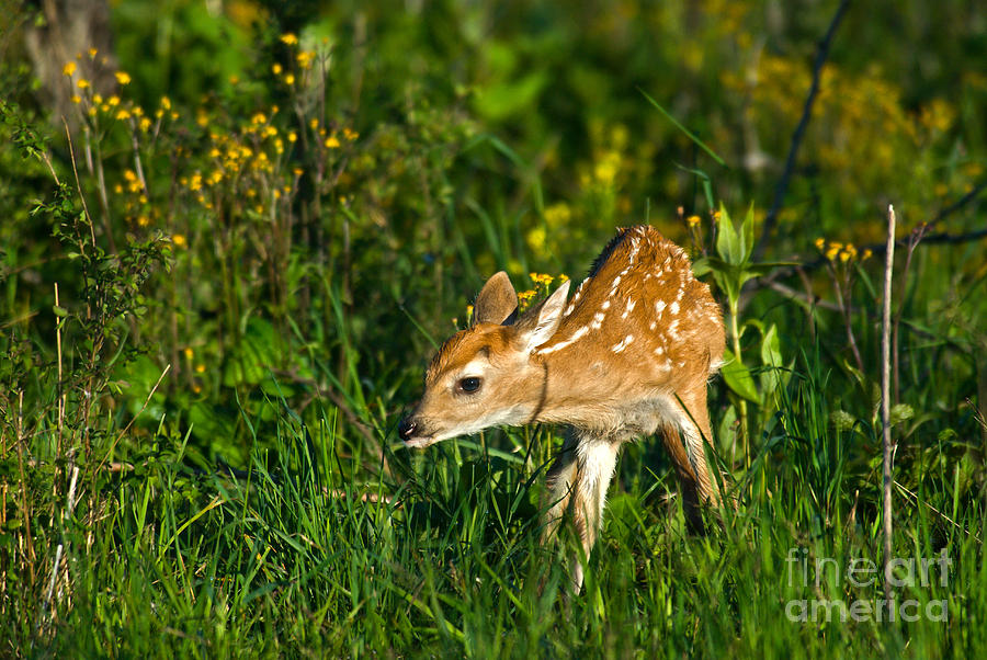 Whitetail Deer Fawn #2 Photograph by Mark Newman