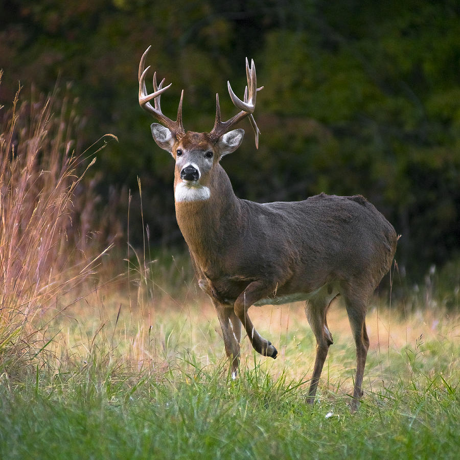 Whitetail Deer In Rut Photograph