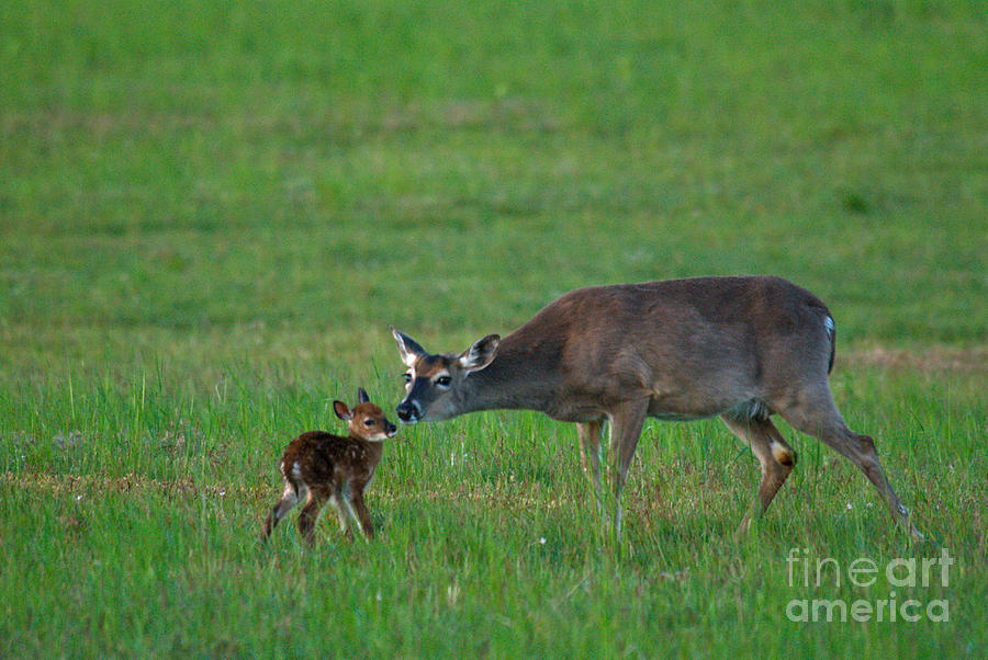 Whitetail Deer With Young #2 Photograph by Mark Newman