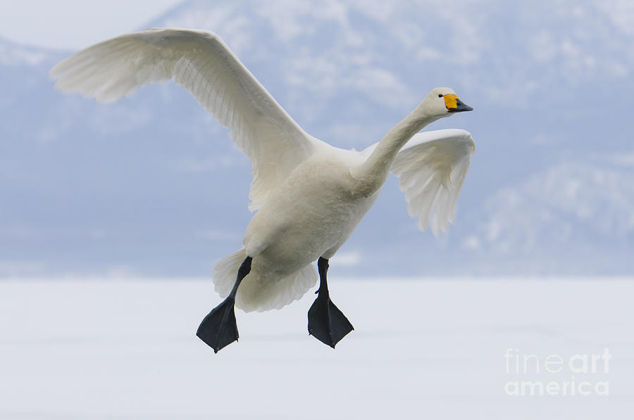 Swan Photograph - Whooper Swan #2 by John Shaw