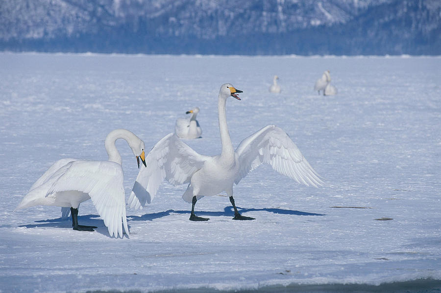 Whooper Swans #2 Photograph by Akira Uchiyama