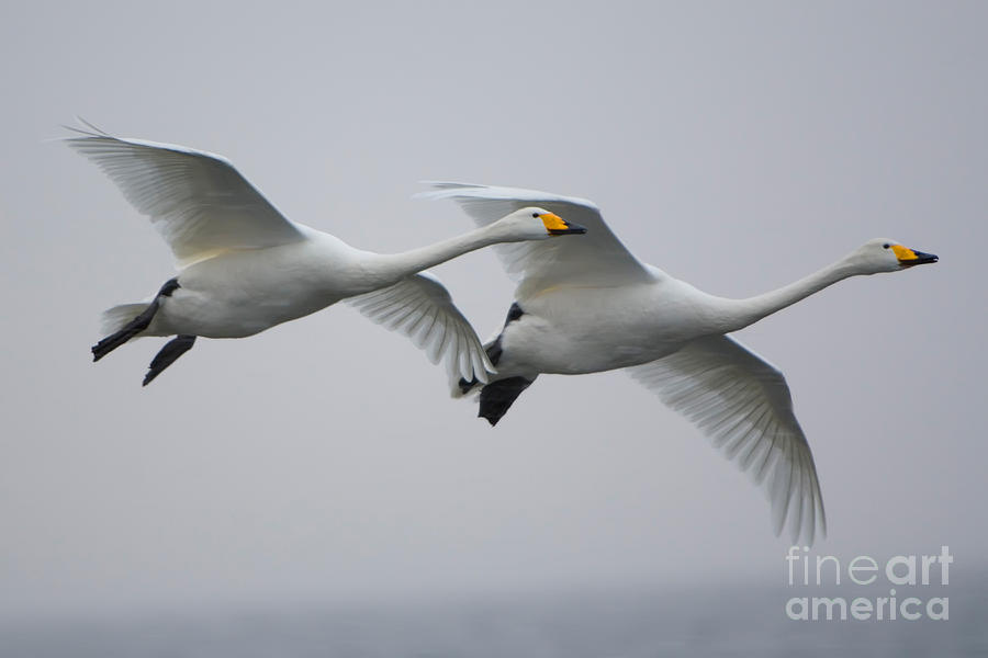 Swan Photograph - Whooper Swans #2 by John Shaw