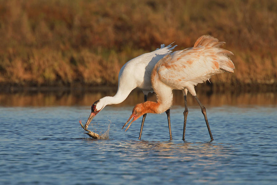 Whooping Crane (grus Americana #2 Photograph by Larry Ditto - Fine Art ...