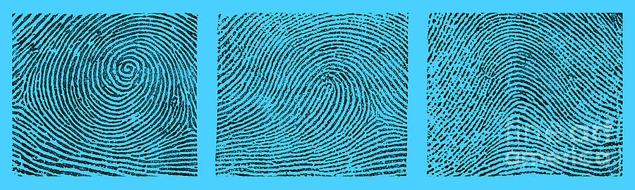 Whorl, Loop, And Arch Fingerprints #3 Photograph by Science Source