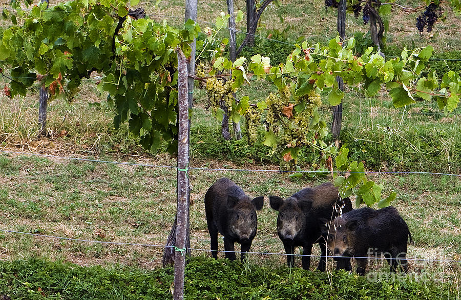 Wild Boar, Italy #2 Photograph by Tim Holt