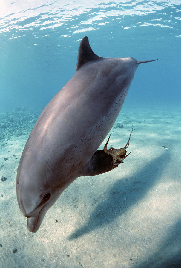 Wild Bottlenose Dolphin #2 Photograph by Jeff Rotman
