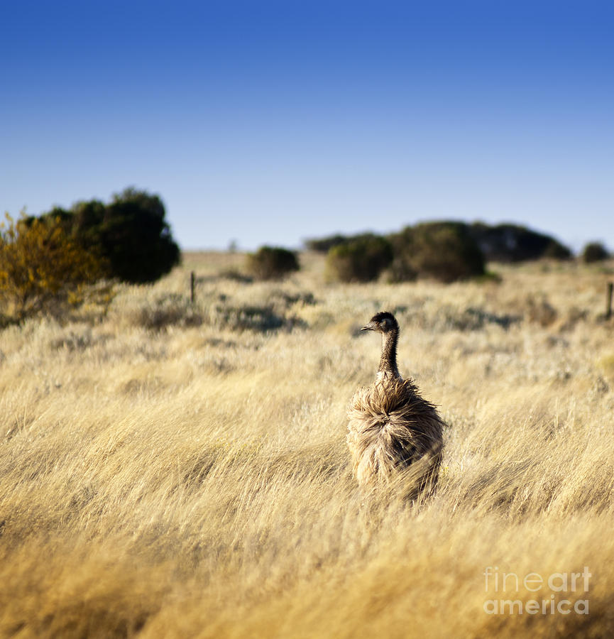 Emu Photograph - Wild Emu #2 by THP Creative