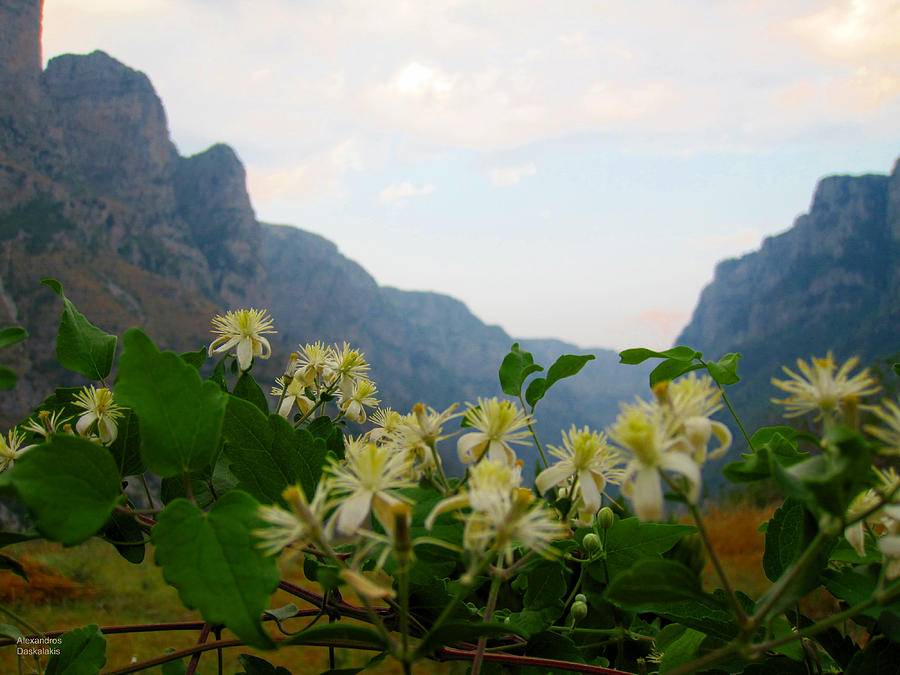 Wild Flowers and Mountains #3 Photograph by Alexandros Daskalakis