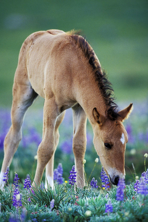 Wild Horse Colt #4 Photograph by Thomas And Pat Leeson