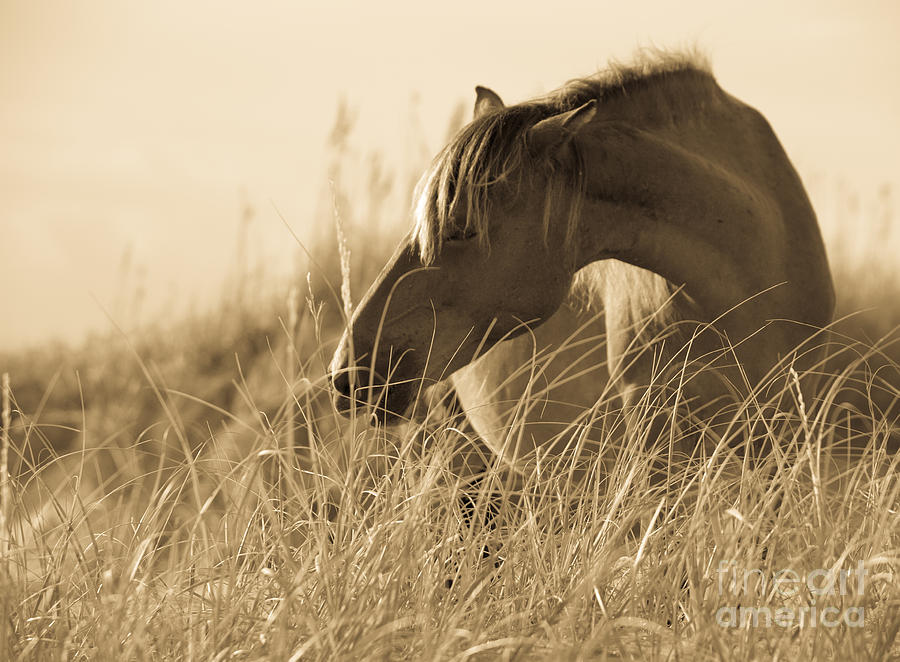 Horse Photograph - Wild Horse on the Beach #1 by Diane Diederich