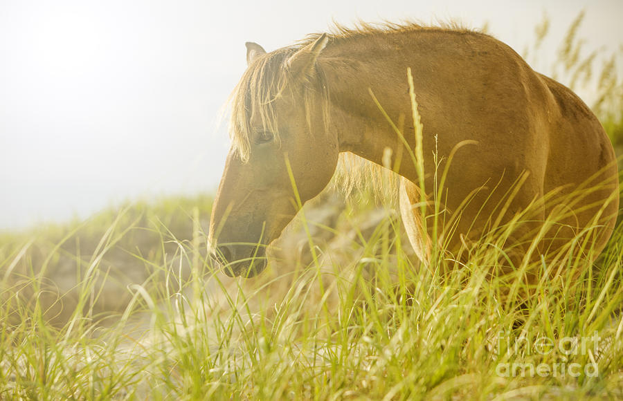 Wild Horse On The Outer Banks Photograph