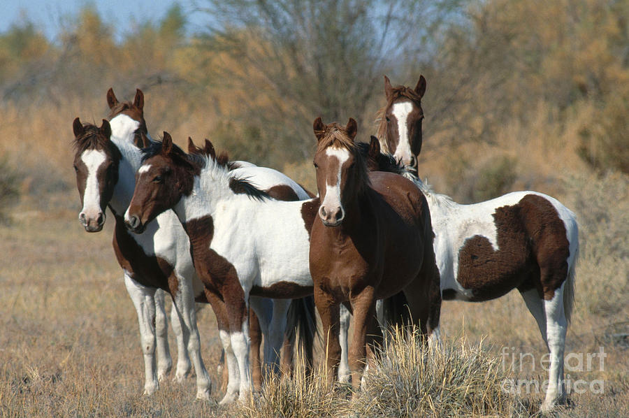 Wild Horses Amargosa Desert Nevada #3 Photograph by Mark Newman