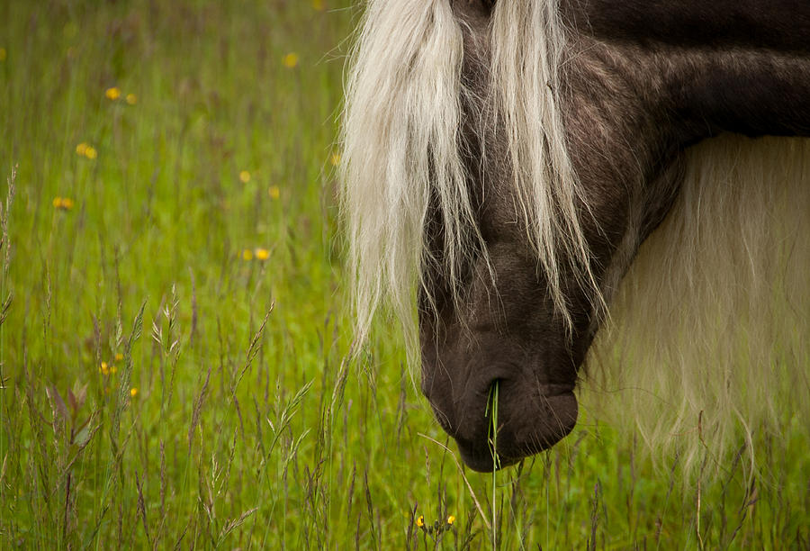 Wild Horses #2 Photograph by Joye Ardyn Durham